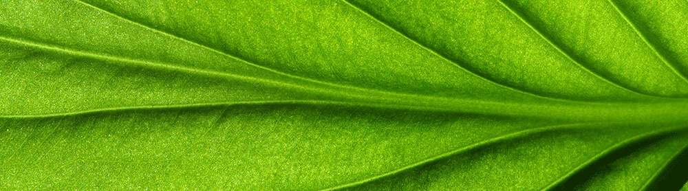 Green leaf