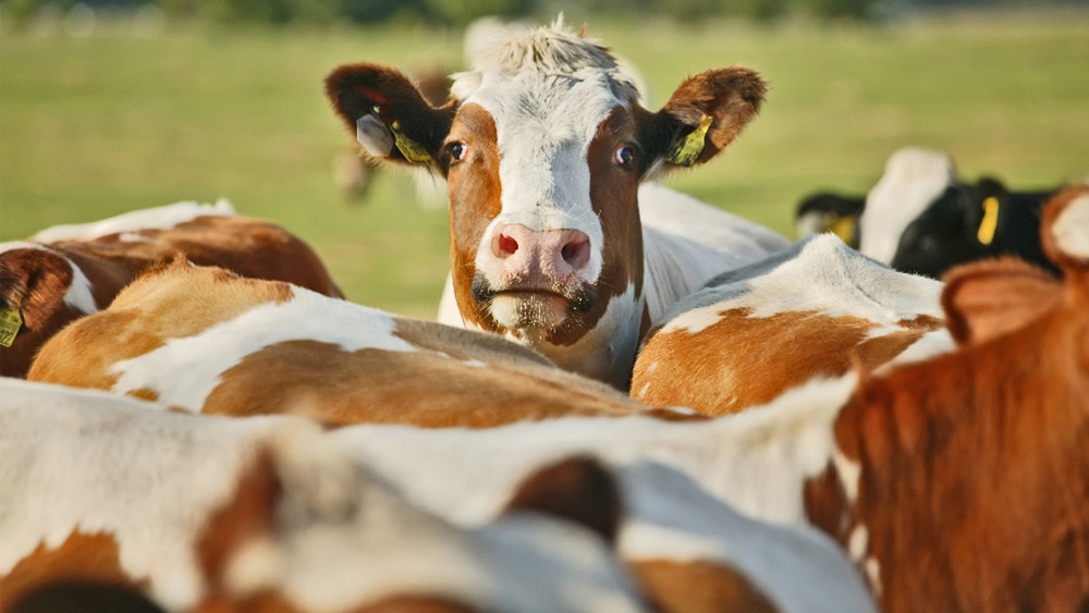 Cows in a field