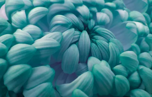 flower abstract