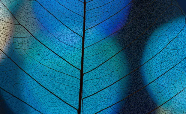 Blue leaf