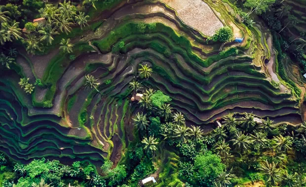 Aerial view of rock with green plant growth